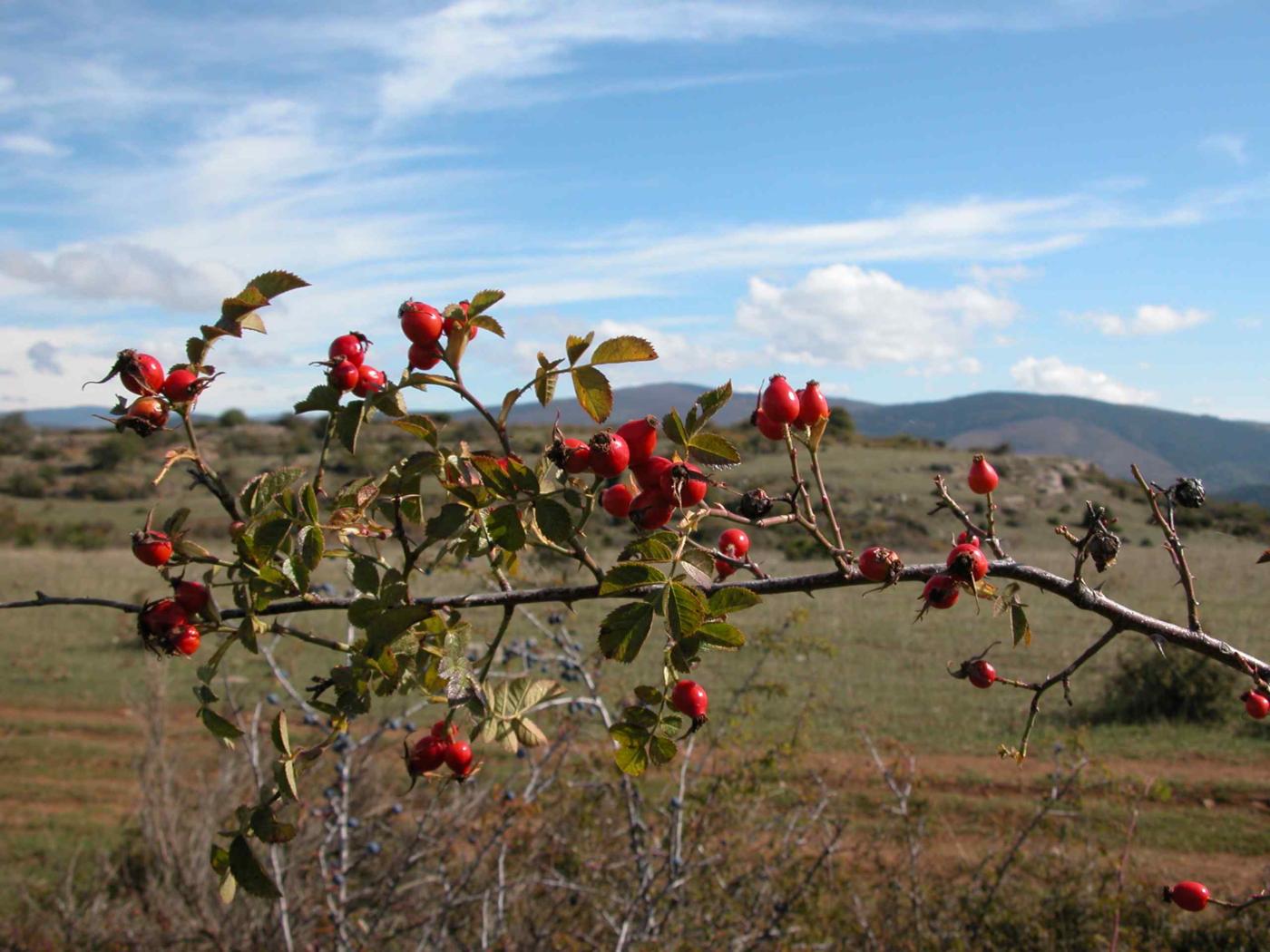 Rose, Dog fruit